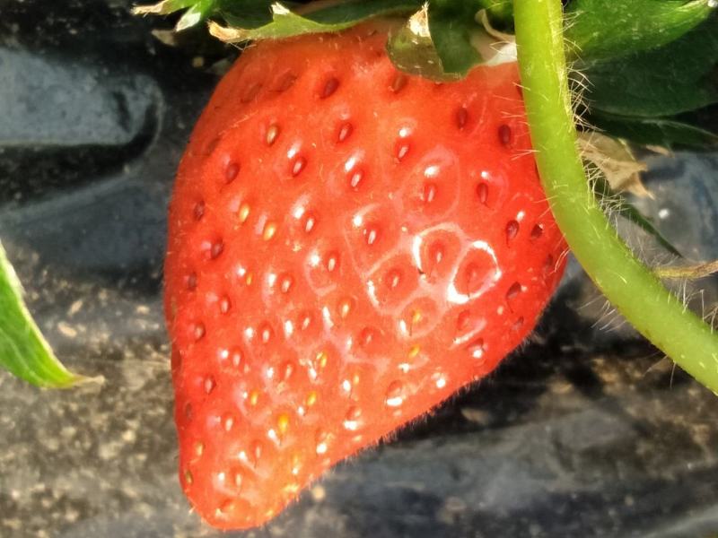 奶油草莓