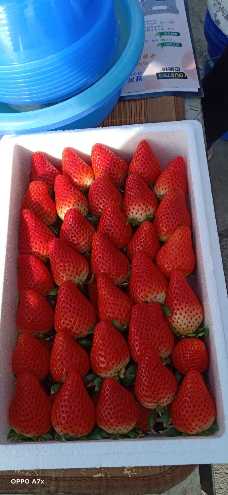 奶油草莓