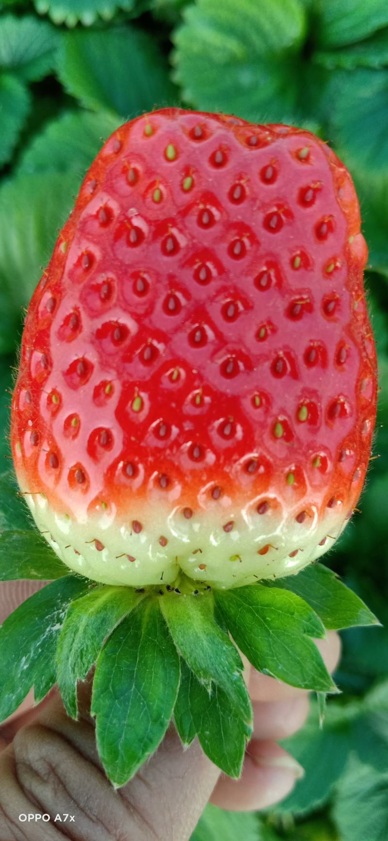 奶油草莓