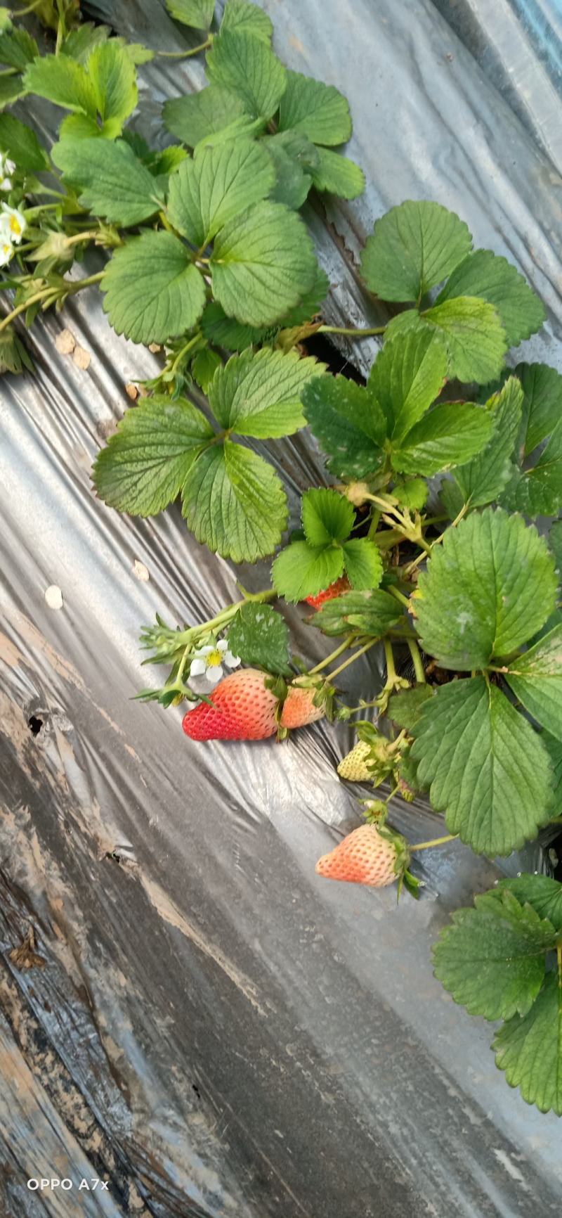 奶油草莓