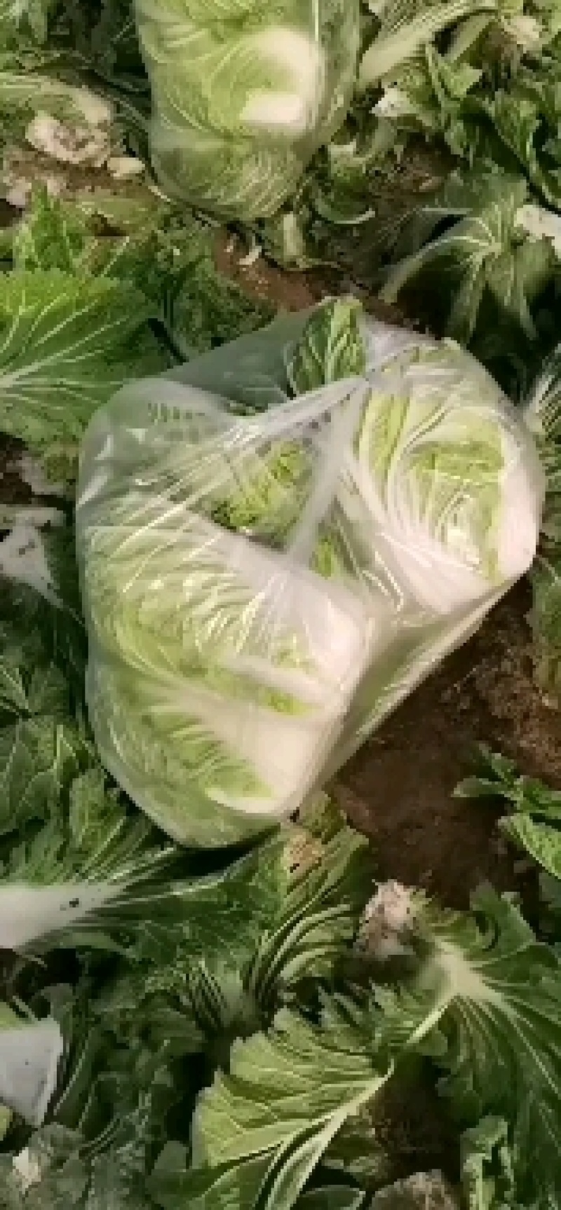 商丘白菜精品夏阳白菜产地直供，品质保证，欢迎来电。