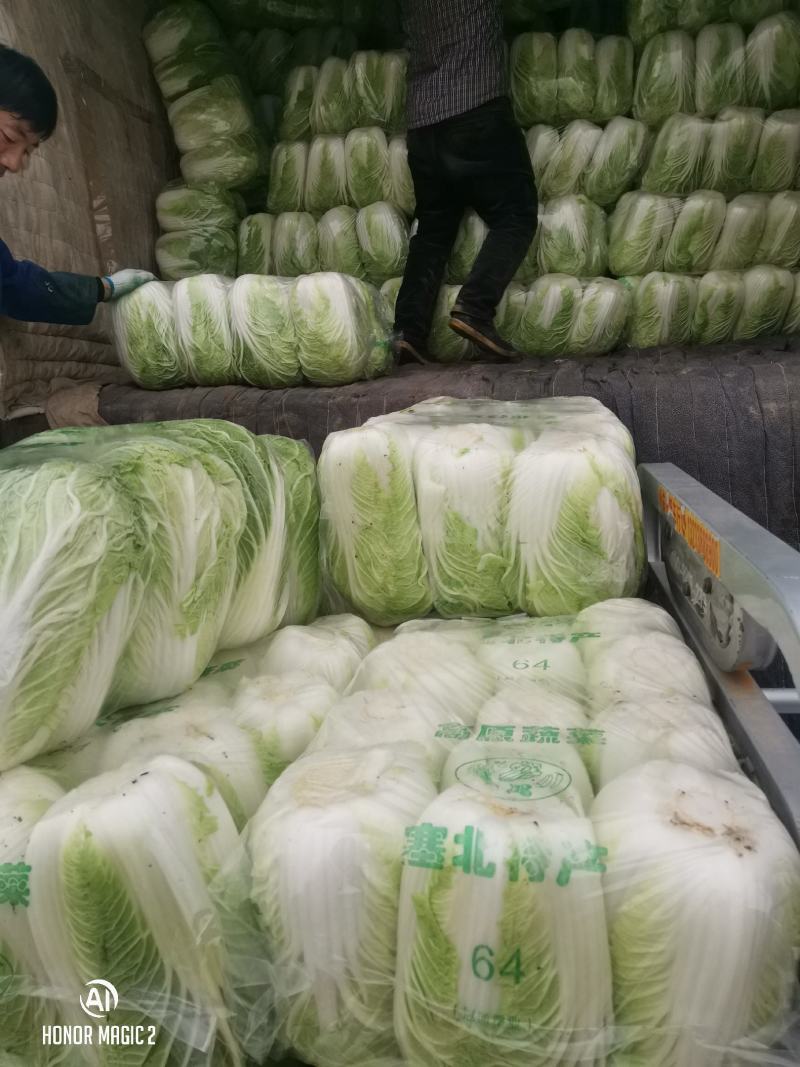 商丘白菜精品夏阳白菜产地直供，品质保证，欢迎来电。