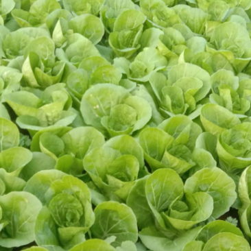 精品小百菜