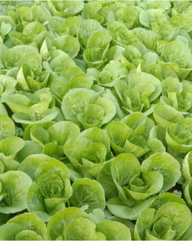 精品小百菜