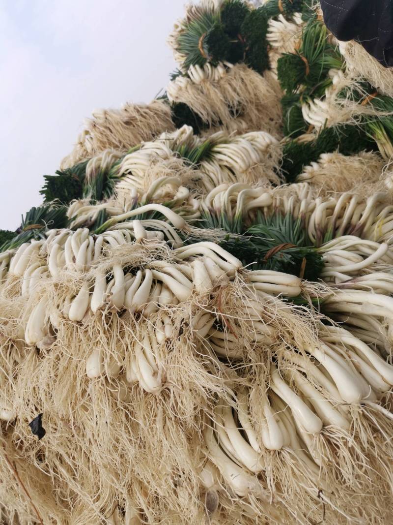 绿色蔬菜精品藠头基地直供