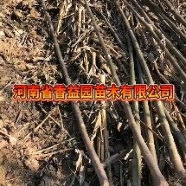 大量出售2021年泡桐苗量大低价处理需要的抓紧联系