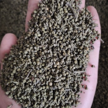 【文斌药业】吴茱萸小花吴茱萸正品气味纯正