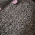 【文斌药业】吴茱萸小花吴茱萸正品气味纯正
