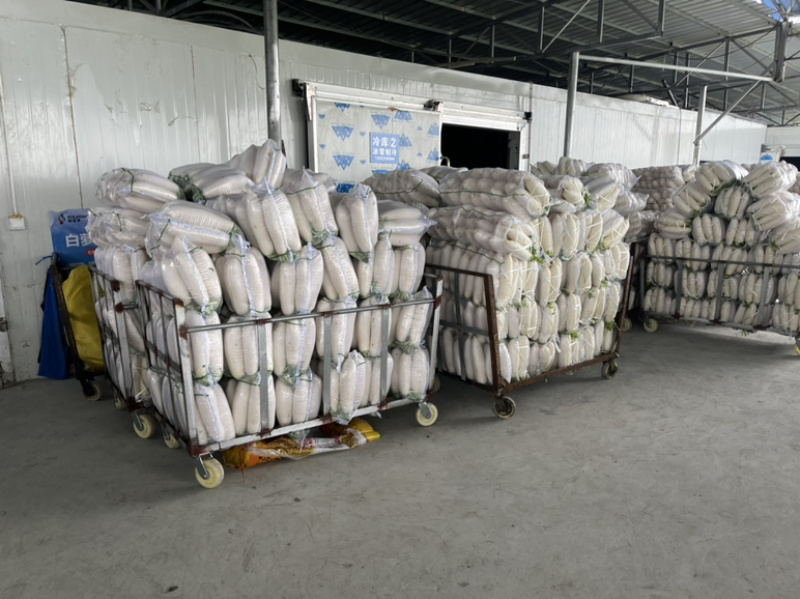 四川南充精品白萝卜，纯白一级货，三排四排五排散装均可