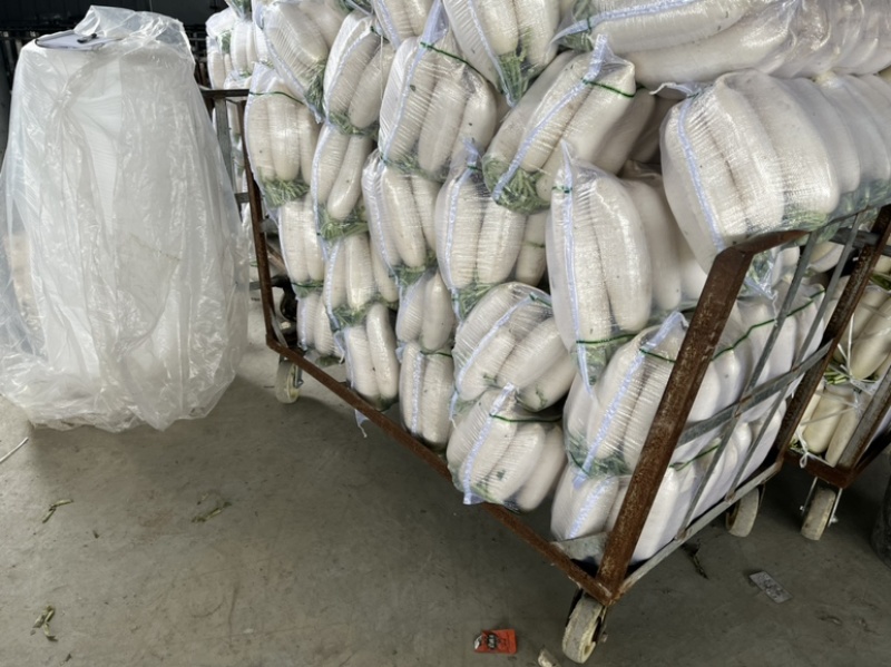 四川南充精品白萝卜，纯白一级货，三排四排五排散装均可