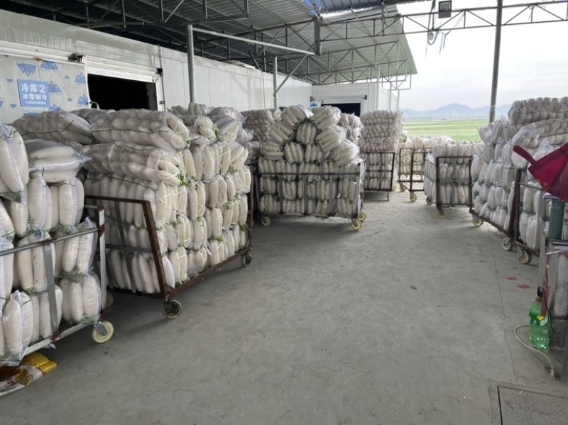 四川南充精品白萝卜，纯白一级货，三排四排五排散装均可