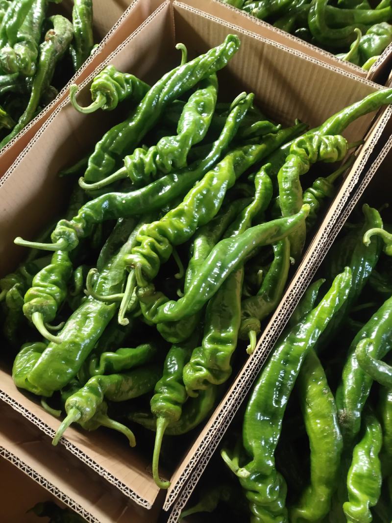 山东临沂费县大陇椒上市了，品质保证，量大从优欢迎咨询