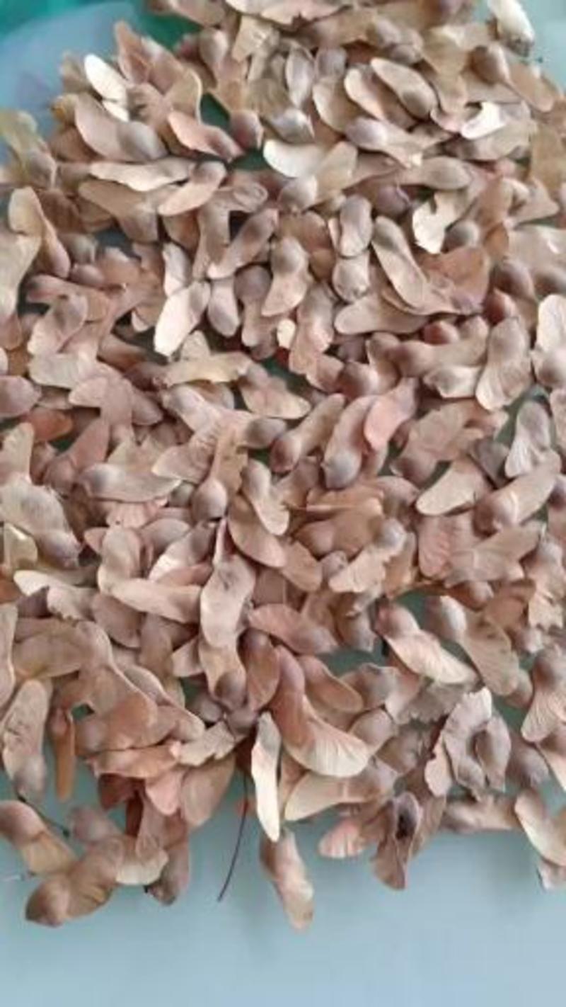 五角枫种子优质五角枫种子籽粒饱满出芽率90%以上