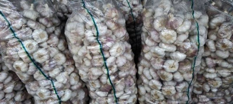 金乡大蒜代购代销，储存，深加工