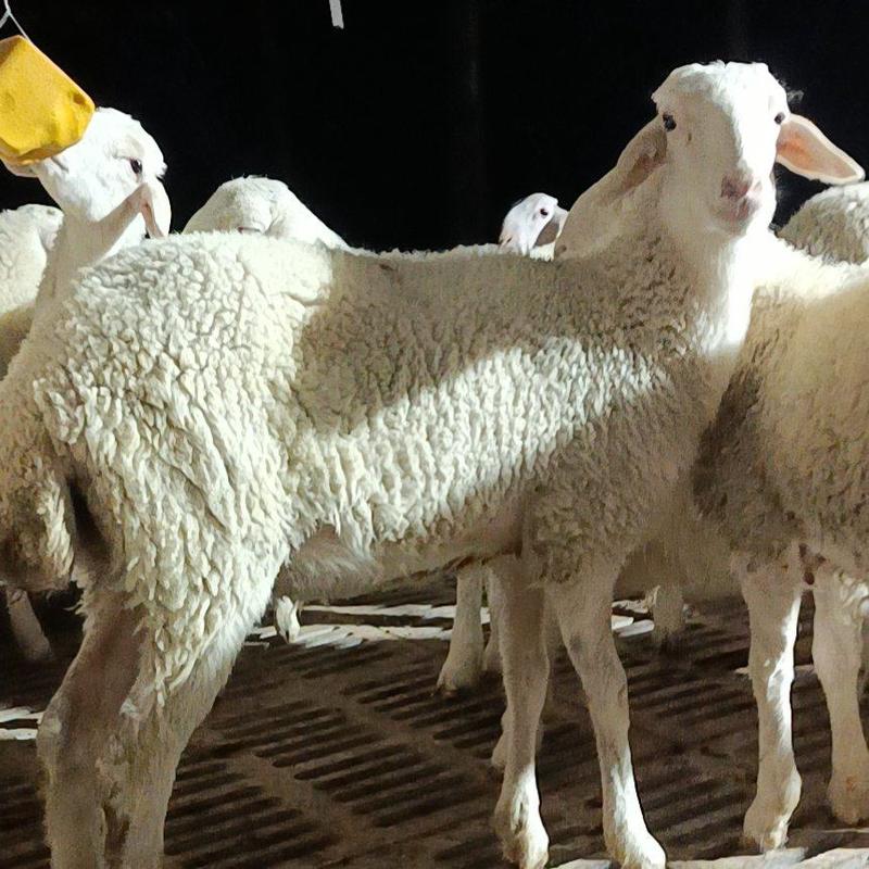 厂家现货小尾寒羊羔种羊苗全国包运输欢迎咨询