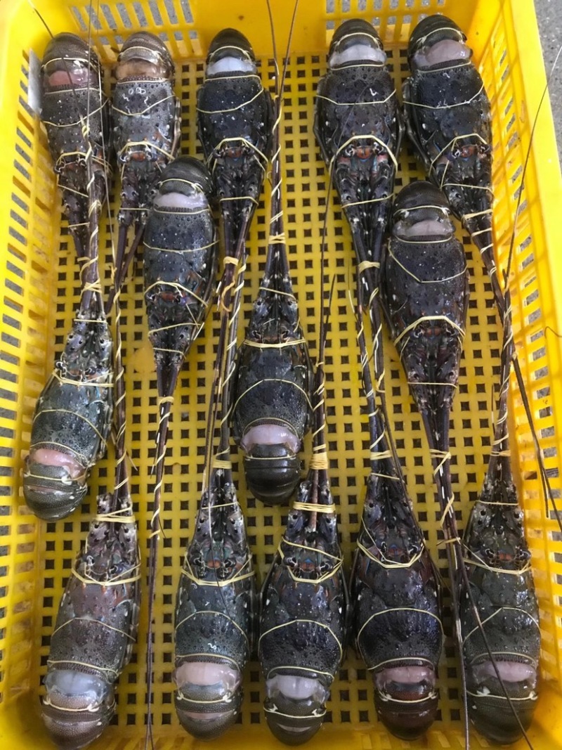 小青龙