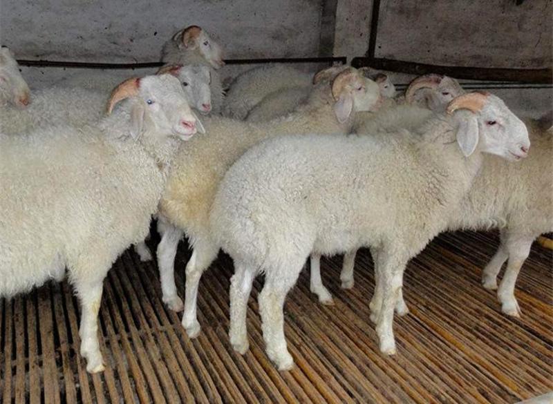 厂家现货小尾寒羊羔种羊苗全国包运输欢迎咨询