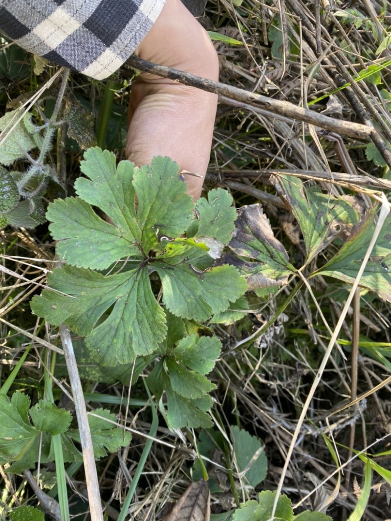 正宗野生白花虎掌草