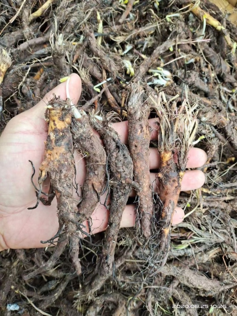 正宗野生白花虎掌草