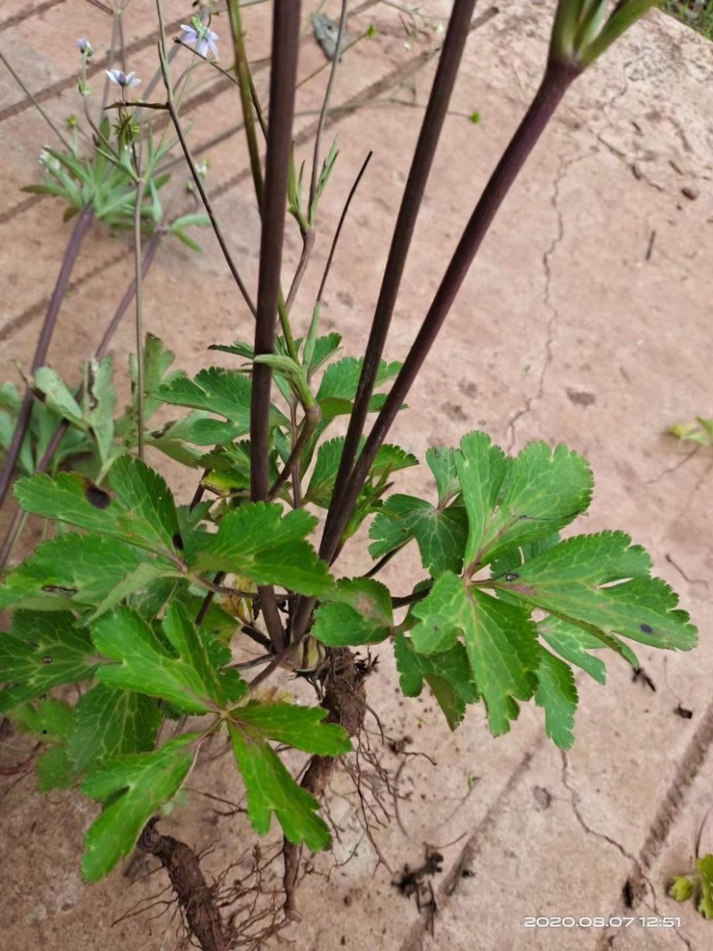 正宗野生白花虎掌草