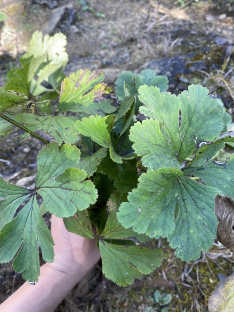 正宗野生白花虎掌草