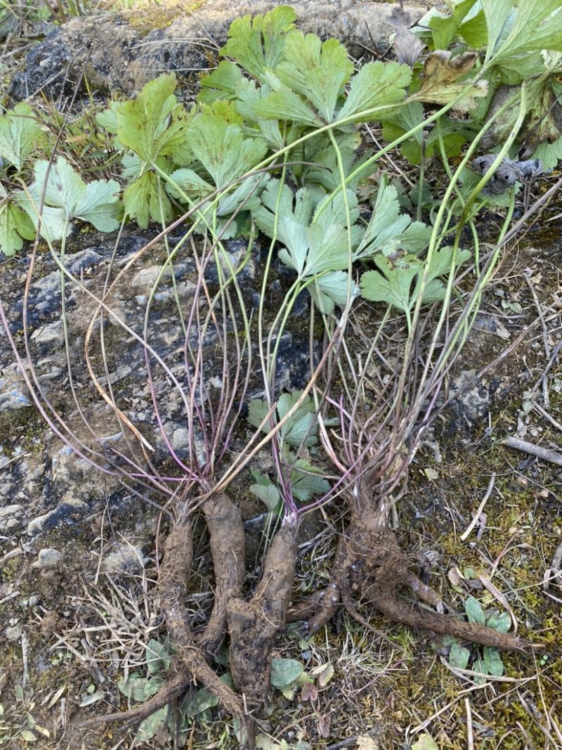 正宗野生白花虎掌草