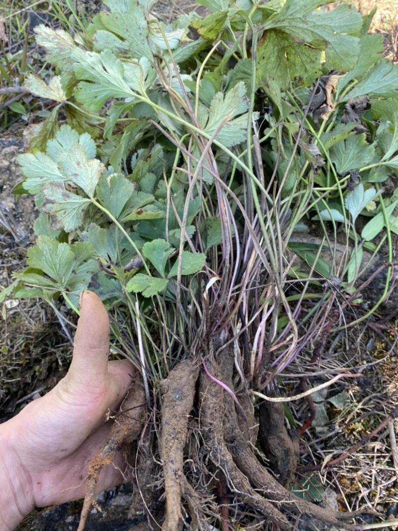 正宗野生白花虎掌草