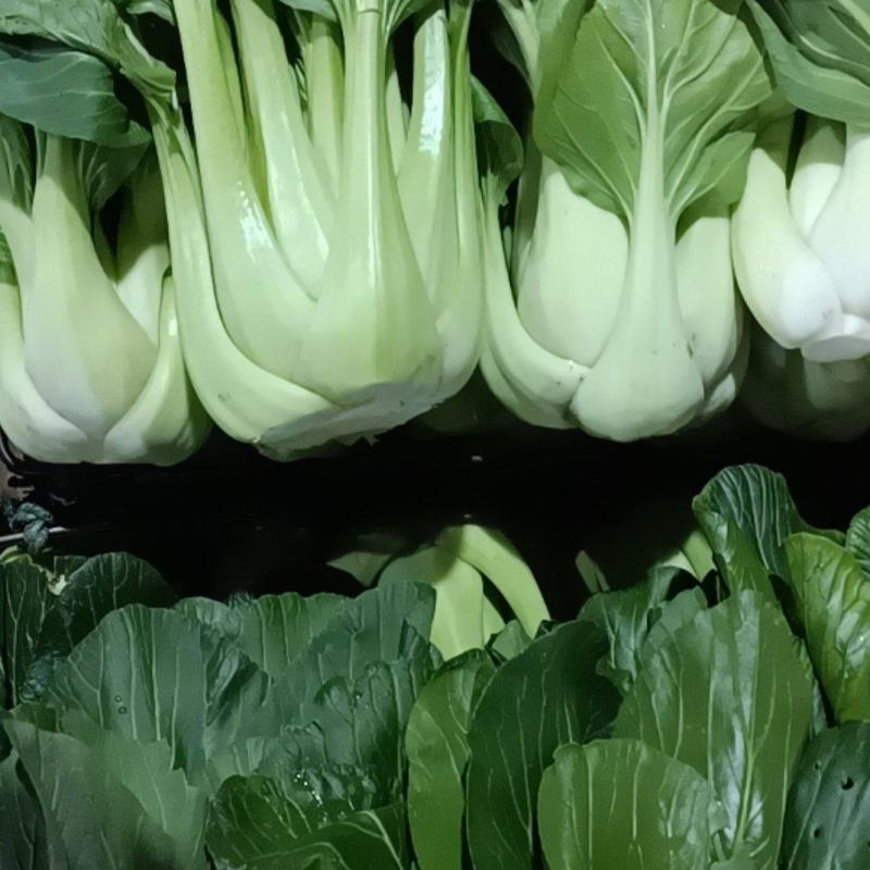 衡阳条根白