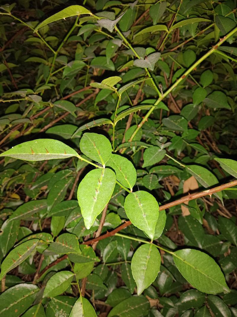 两面针干片，两面针藤条，根部，野生好货。