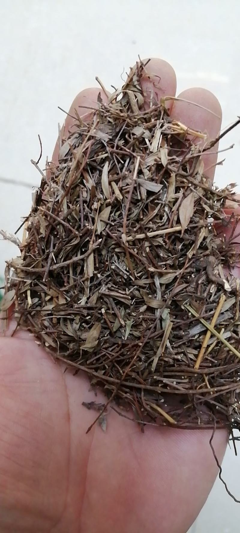 姜味草中药材干货无硫不满意可退换货