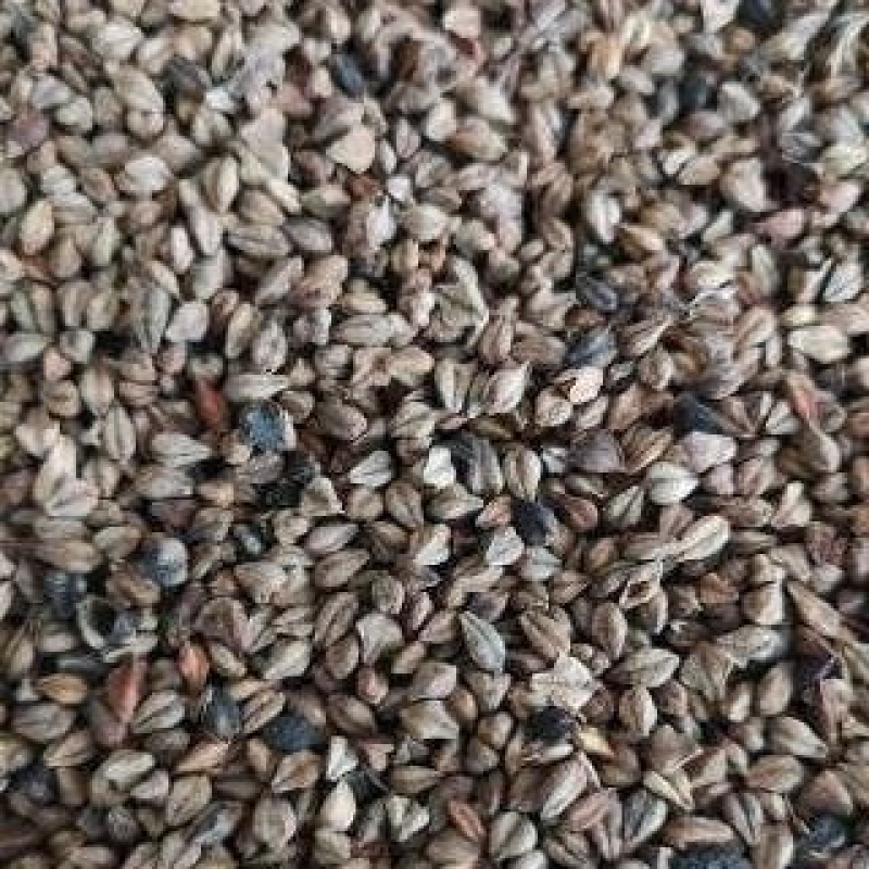 云南高山苦荞，可烤酒，加工荞米、荞面，货量充足。