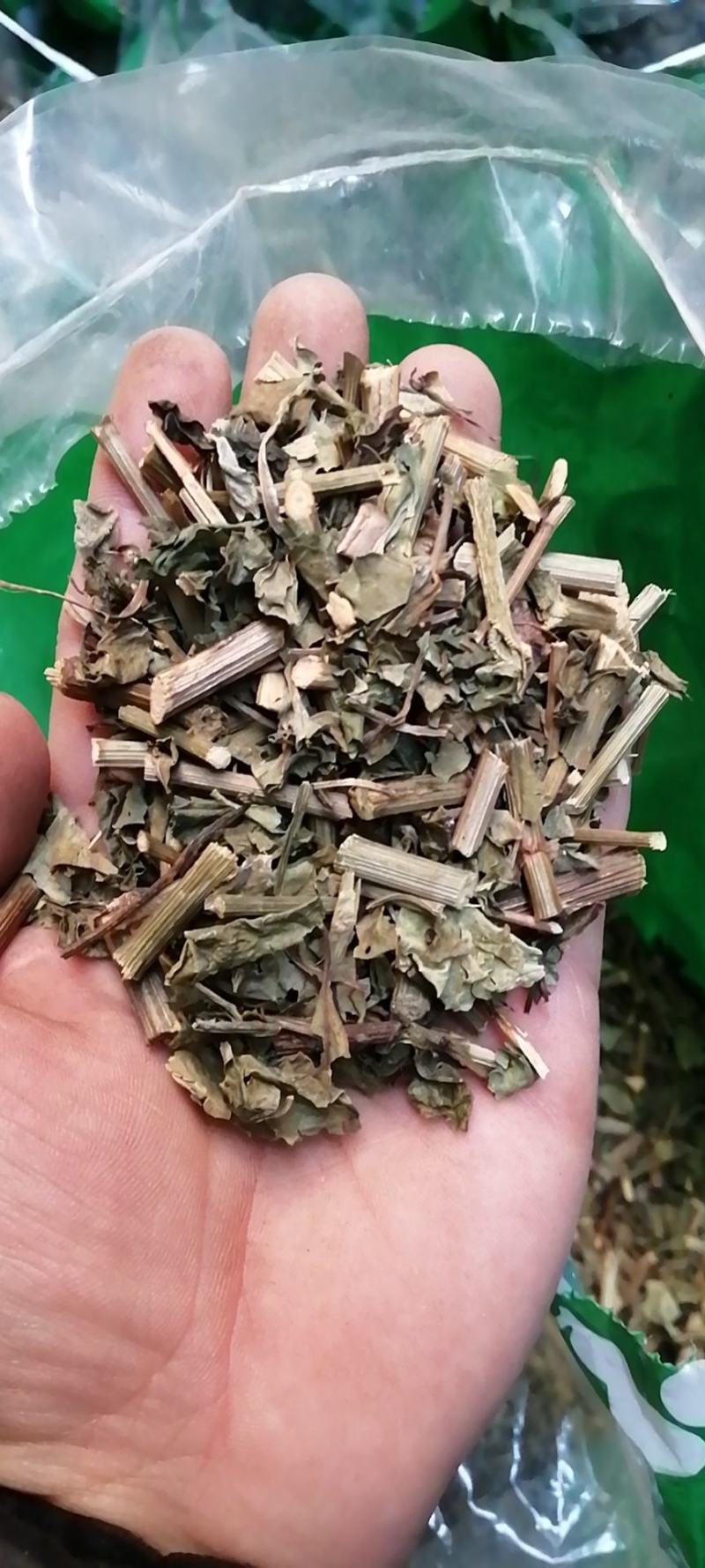 白花丹白花丹千里及猛老虎白雪花千槟榔一见消