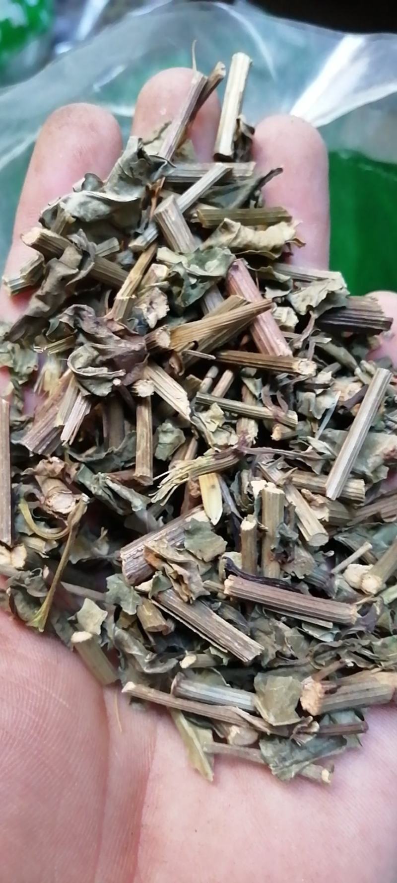 白花丹白花丹千里及猛老虎白雪花千槟榔一见消