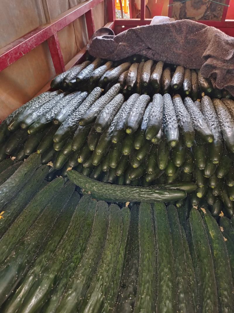 广东徐闻大量上市青瓜黄瓜刺瓜货源充足，欢迎联系考察