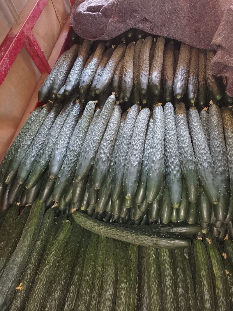 广东徐闻大量上市青瓜黄瓜刺瓜货源充足，欢迎联系考察