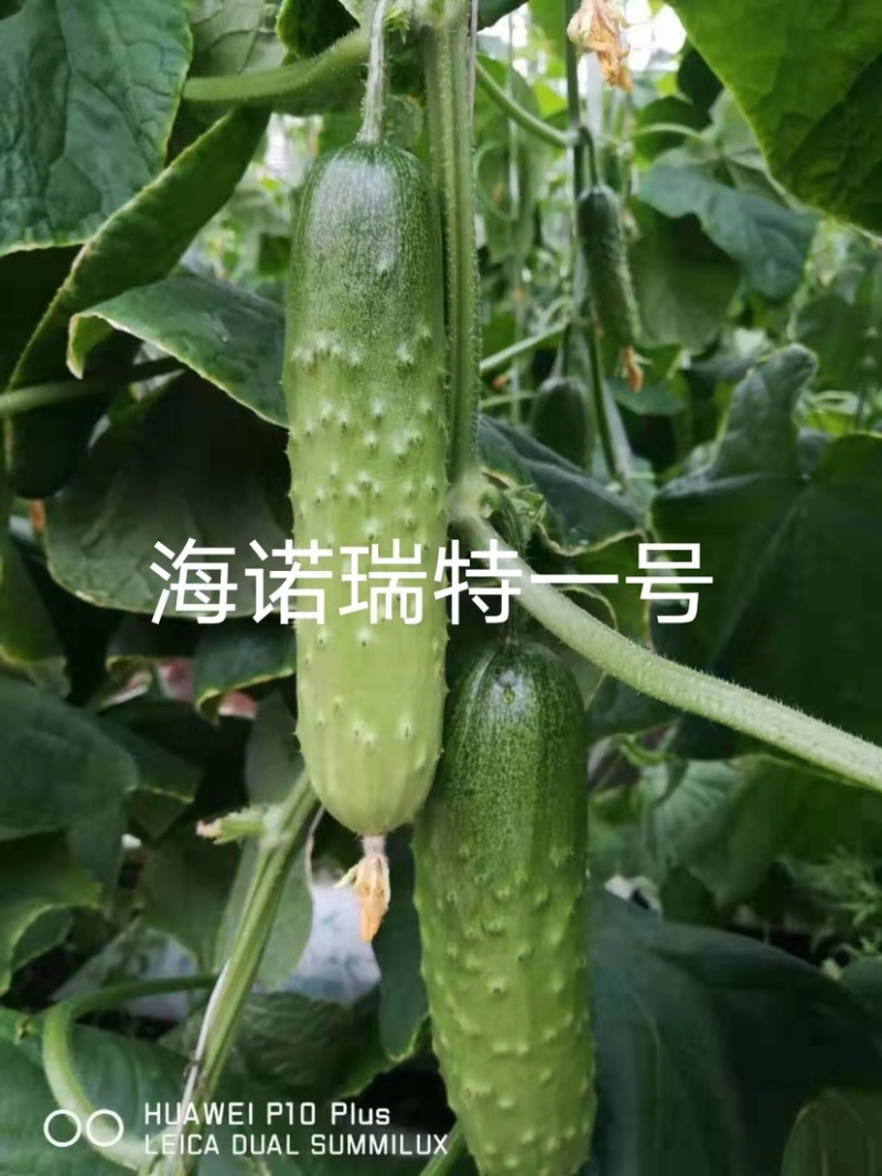 强雌性黄瓜种子大刺瘤旱黄瓜种籽瓜色淡绿瓜条顺直高产