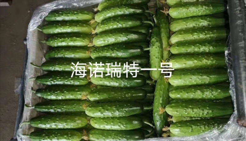 强雌性黄瓜种子大刺瘤旱黄瓜种籽瓜色淡绿瓜条顺直高产