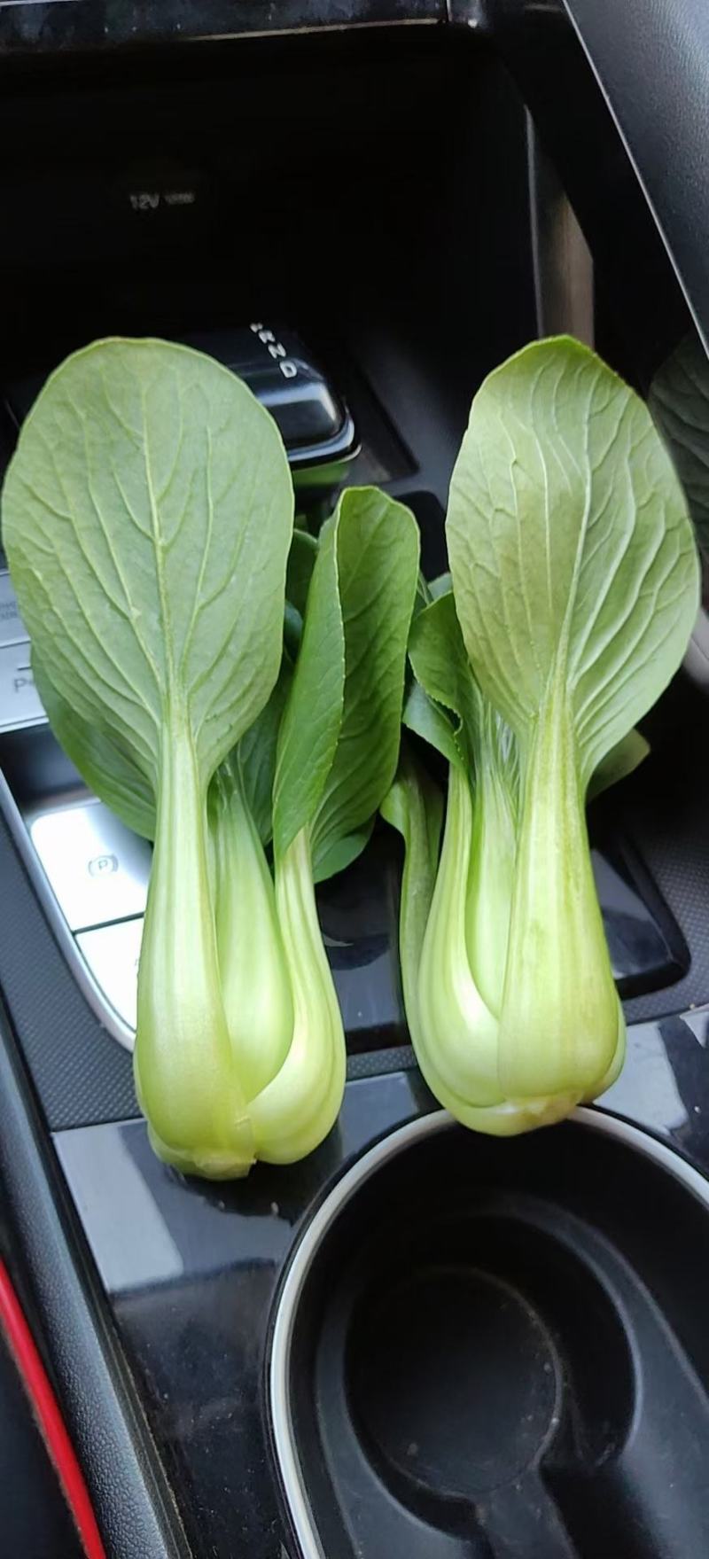 油菜上海青