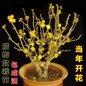 新品腊梅花盆栽地栽阳台庭院浓香型花绿植四季开花植物带花苞