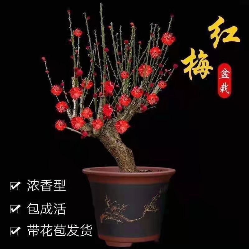 新品腊梅花盆栽地栽阳台庭院浓香型花绿植四季开花植物带花苞