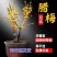 新品腊梅花盆栽地栽阳台庭院浓香型花绿植四季开花植物带花苞