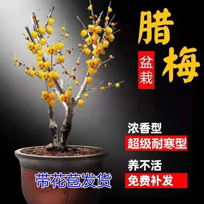 新品腊梅花盆栽地栽阳台庭院浓香型花绿植四季开花植物带花苞
