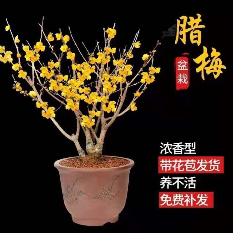 新品腊梅花盆栽地栽阳台庭院浓香型花绿植四季开花植物带花苞