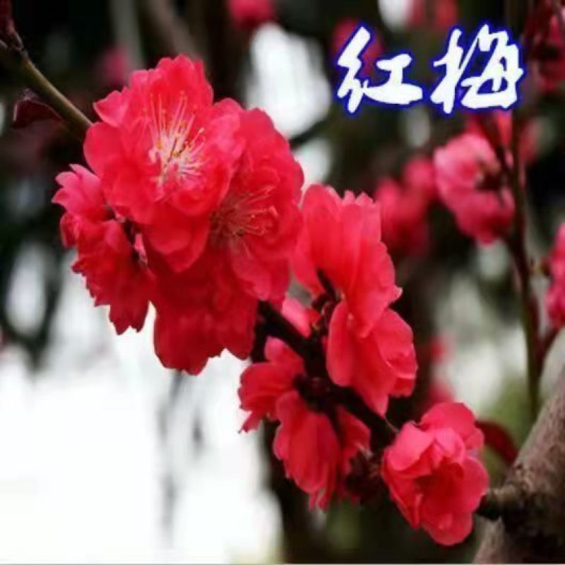 新品腊梅花盆栽地栽阳台庭院浓香型花绿植四季开花植物带花苞