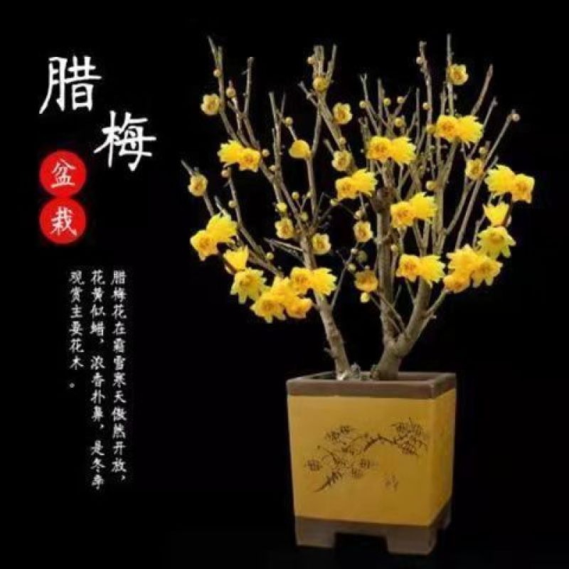 新品腊梅花盆栽地栽阳台庭院浓香型花绿植四季开花植物带花苞
