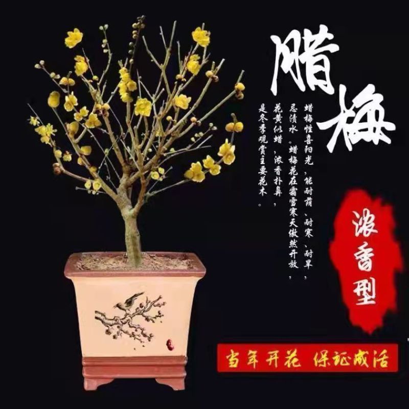 新品腊梅花盆栽地栽阳台庭院浓香型花绿植四季开花植物带花苞