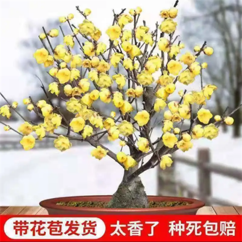 新品腊梅花盆栽地栽阳台庭院浓香型花绿植四季开花植物带花苞