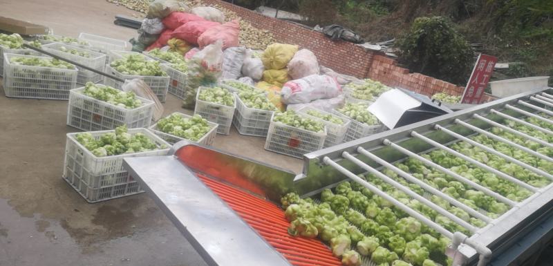 榨菜四川榨菜鲜榨菜基地大量有货有需要的老板联系