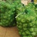 榨菜四川榨菜鲜榨菜基地大量有货有需要的老板联系
