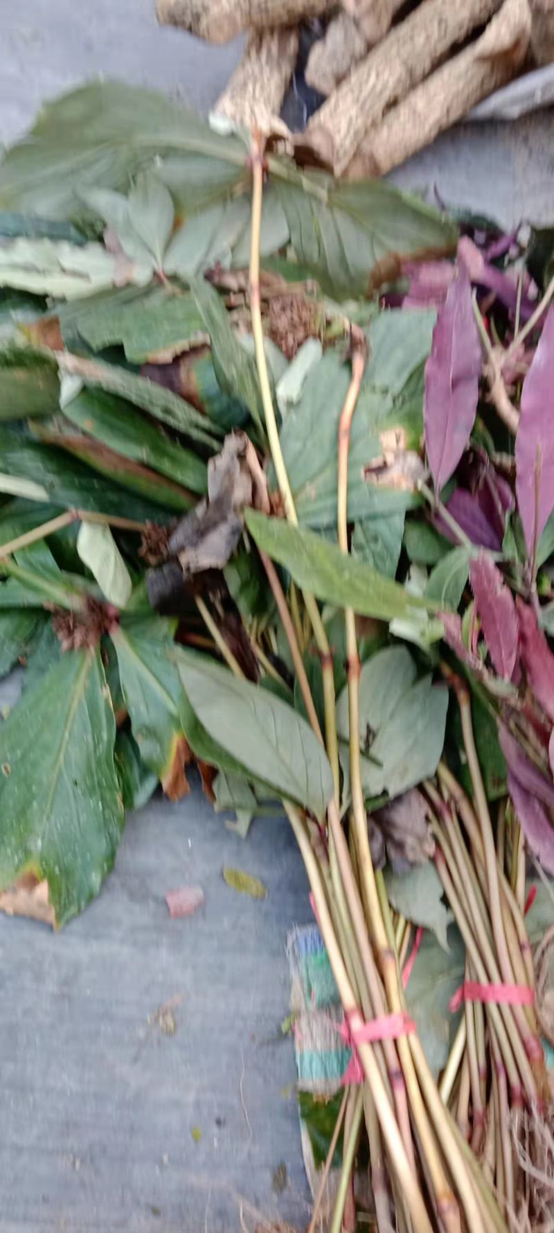 落地梅，四块瓦，野生四大天王，
